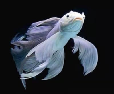 觀賞魚國際貿(mào)易合作案例：廣州南沙觀賞魚國際貿(mào)易法規(guī)解讀