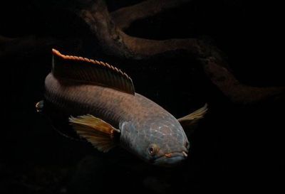 怎么才能讓雷龍魚快速熟悉人：如何幫助雷龍魚適應人類并建立良好的關系