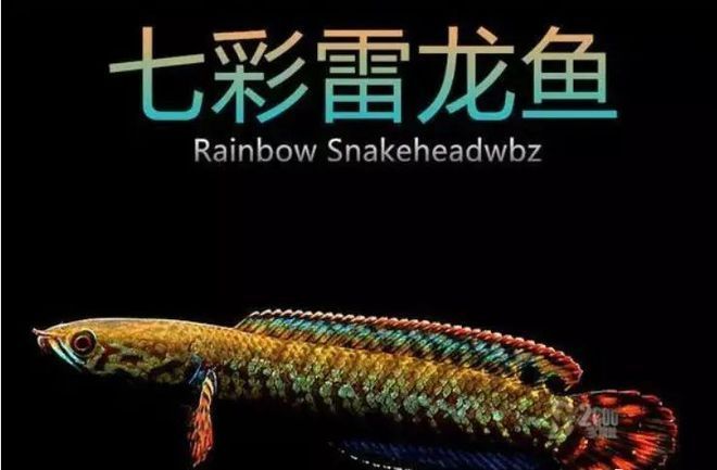 怎么才能讓雷龍魚快速熟悉人：如何幫助雷龍魚適應人類并建立良好的關系