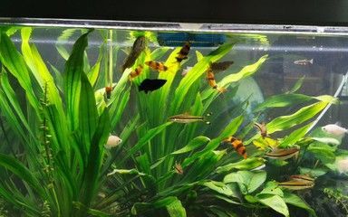 龍魚和三間鼠的混養(yǎng)視頻：龍魚和三間鼠混養(yǎng)的注意事項