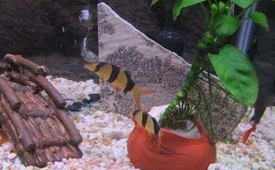 龍魚和三間鼠的混養(yǎng)視頻：龍魚和三間鼠混養(yǎng)的注意事項