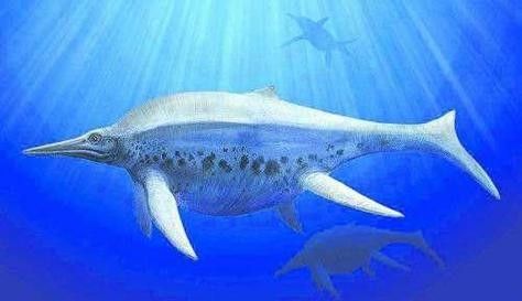 龍魚體型排名圖片