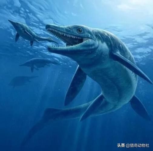 龍魚體型排名圖片