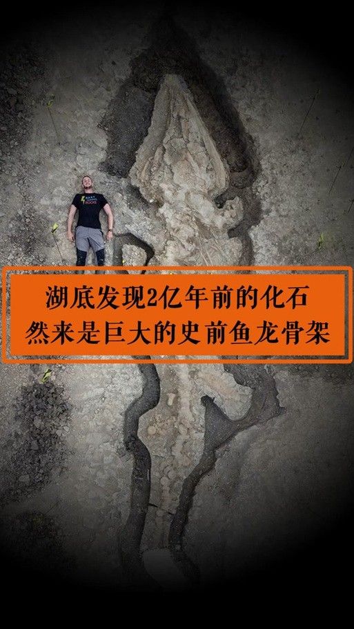 龍魚體型排名圖片