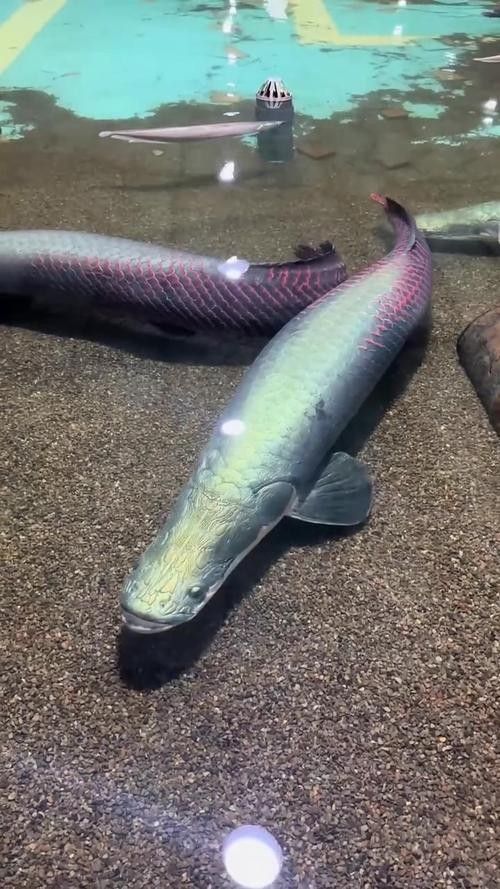 龍魚體型排名圖片