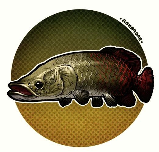 龍魚體型排名圖片