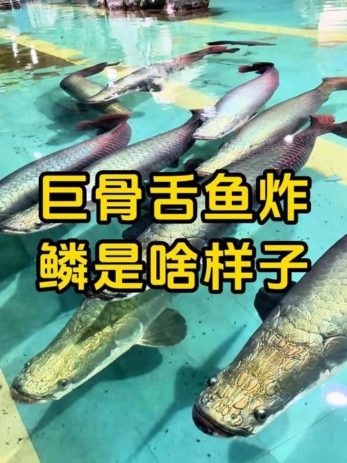 龍魚體型排名圖片