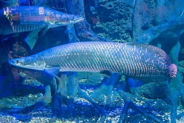 龍魚體型排名圖片