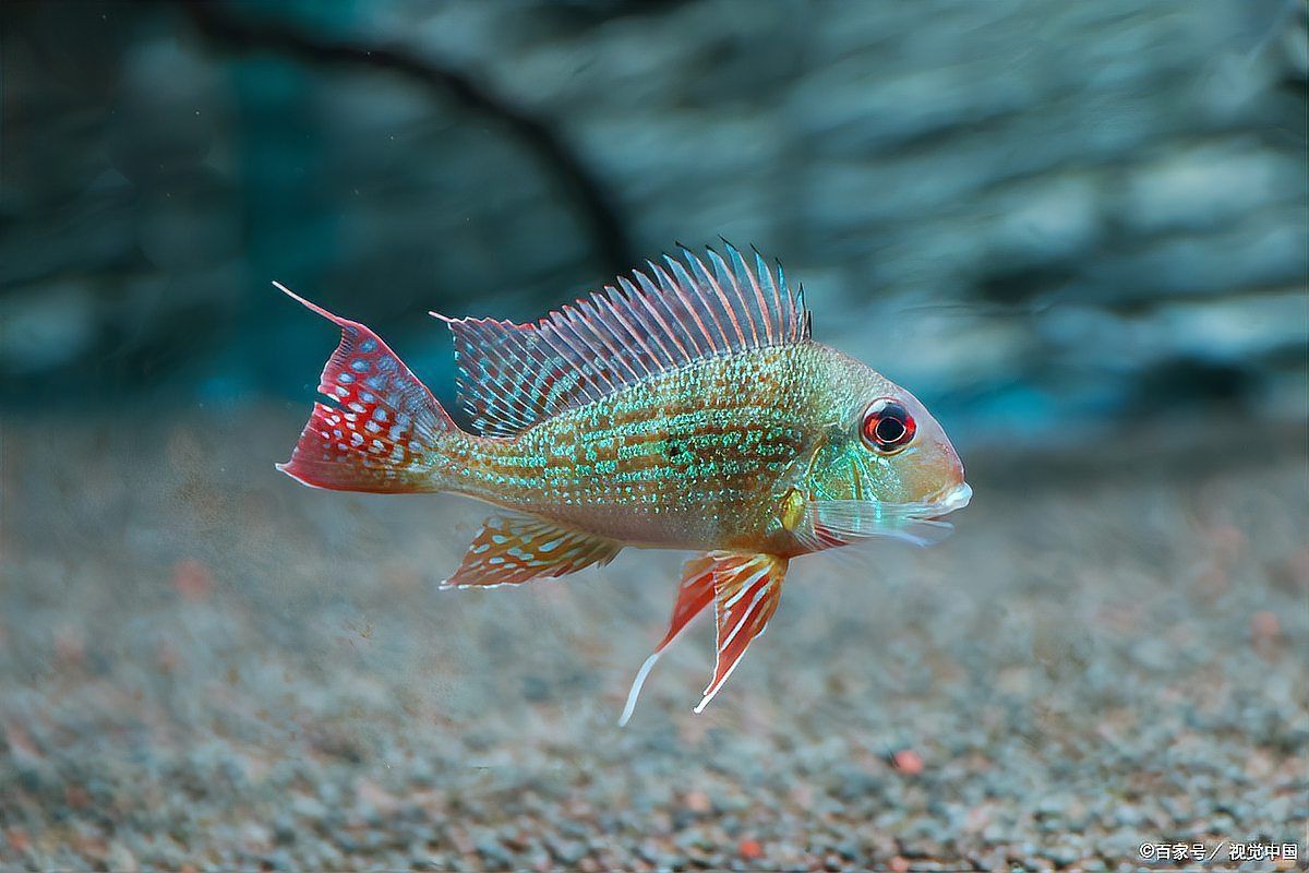 綠虎皮魚為啥貴 龍魚百科 第4張 綠虎皮魚為啥貴 綠虎皮魚為啥貴 龍魚百科 第4張