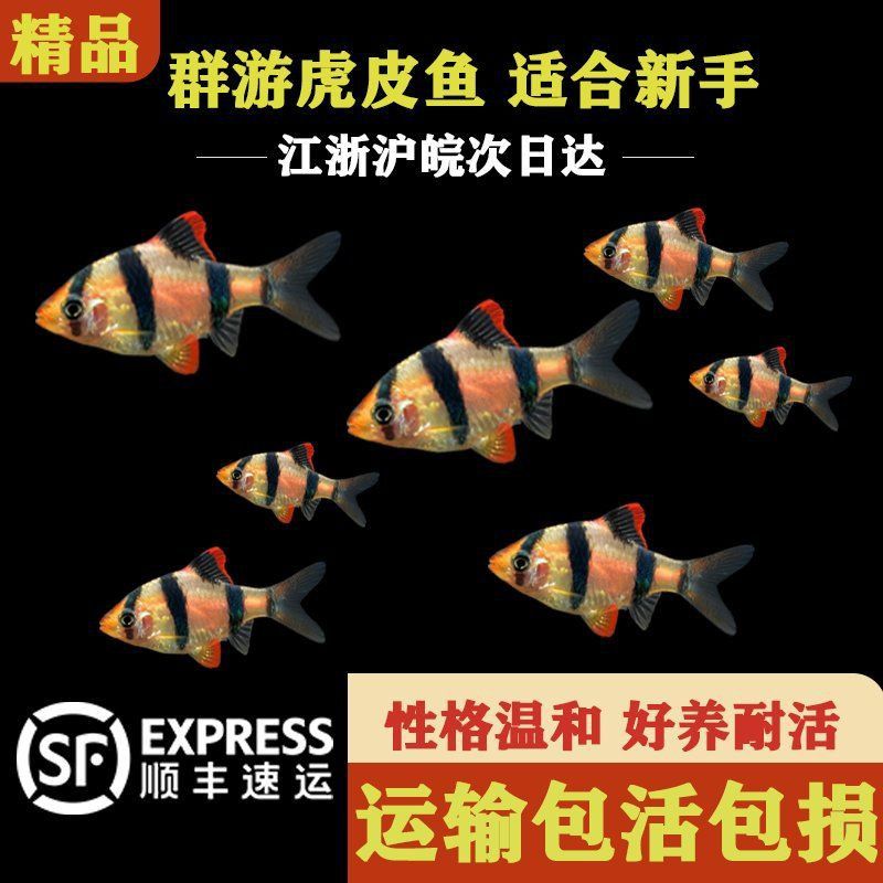 綠虎皮魚為啥貴 龍魚百科 第2張 綠虎皮魚為啥貴 綠虎皮魚為啥貴 龍魚百科 第2張