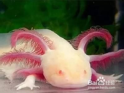 六角恐龍魚(yú)的飼養(yǎng)環(huán)境：六角恐龍魚(yú)的飼養(yǎng)方法