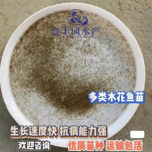 斑馬鴨嘴和龍魚混養嗎圖片大全