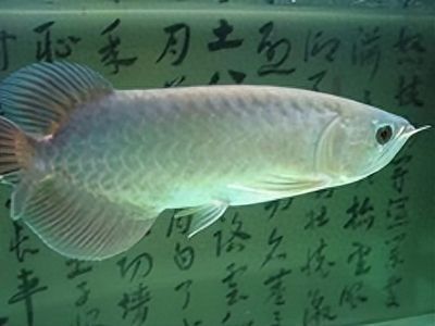 龍魚可以吃嗎有沒有毒：關于龍魚的問題
