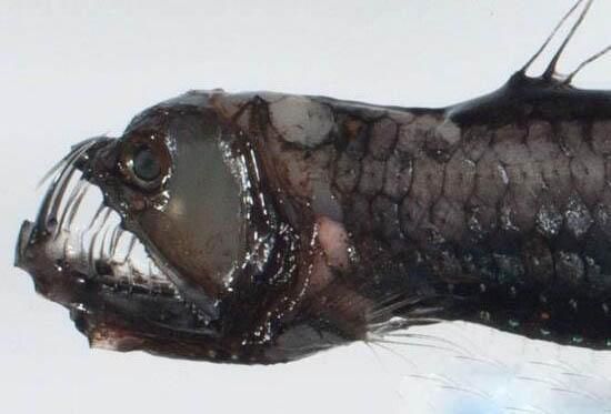 龍魚有病身體會出現什么情況呢圖片大全：龍魚生病時可能出現的癥狀
