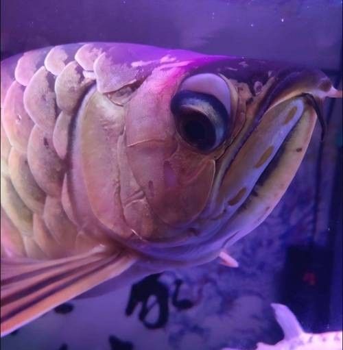 龍魚掉眼什么意思圖片表情包
