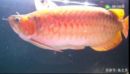 龍魚總是來回游很快就死了：龍魚在缸內來回游動并且壽命不長，這可能是由于多種因素導致的