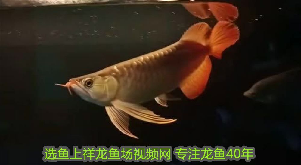 50厘米長的金龍魚價格表：50厘米長的金龍魚價格表，市場行情與選購指南 50厘米長的金龍魚價格表：50厘米長的金龍魚價格表，市場行情與選購指南 龍魚百科 第1張