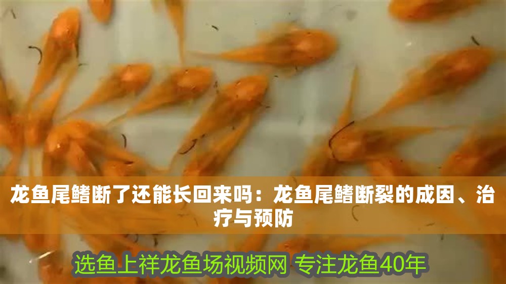 龍魚尾鰭斷了還能長回來嗎：龍魚尾鰭斷裂的成因、治療與預防
