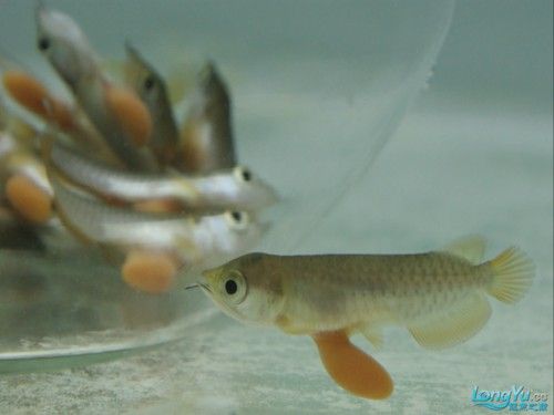 馬來西亞龍魚繁殖場圖片高清