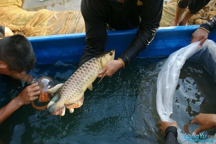 馬來西亞龍魚繁殖場圖片高清