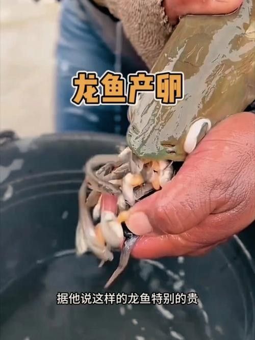 馬來西亞龍魚繁殖場圖片高清