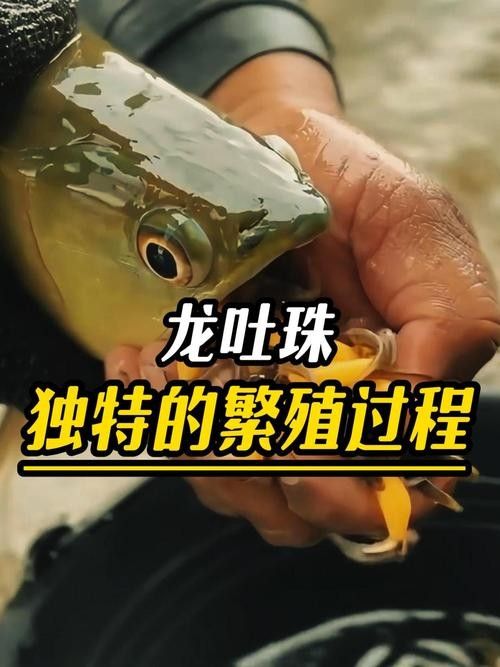馬來西亞龍魚繁殖場圖片高清