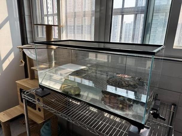 馬來西亞龍魚繁殖場圖片高清