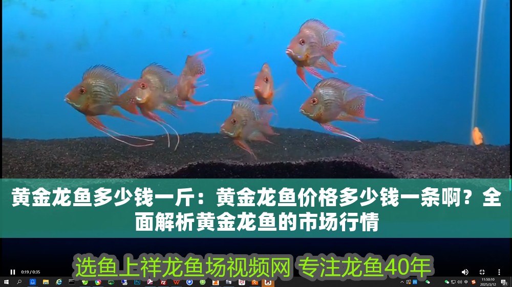 黃金龍魚多少錢一斤：黃金龍魚價格多少錢一條?。咳娼馕鳇S金龍魚的市場行情 黃金龍魚多少錢一斤：黃金龍魚價格多少錢一條啊？全面解析黃金龍魚的市場行情 龍魚百科 第1張