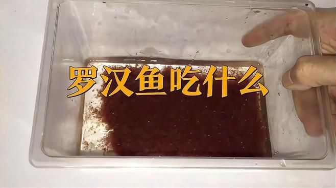 羅漢魚公認(rèn)最好的飼料
