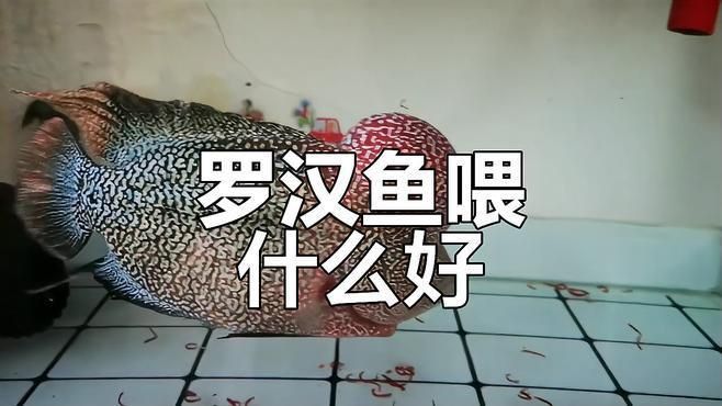 羅漢魚公認最好的飼料