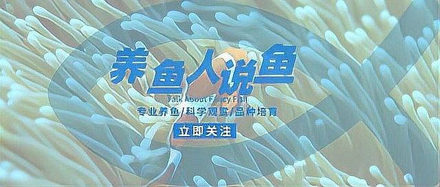金龍魚金魚混養 金龍魚金魚混養 龍魚百科 第3張