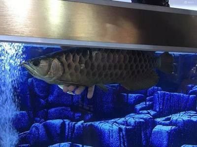金龍魚趴缸用什么藥【金龍魚趴缸用什么藥物】
