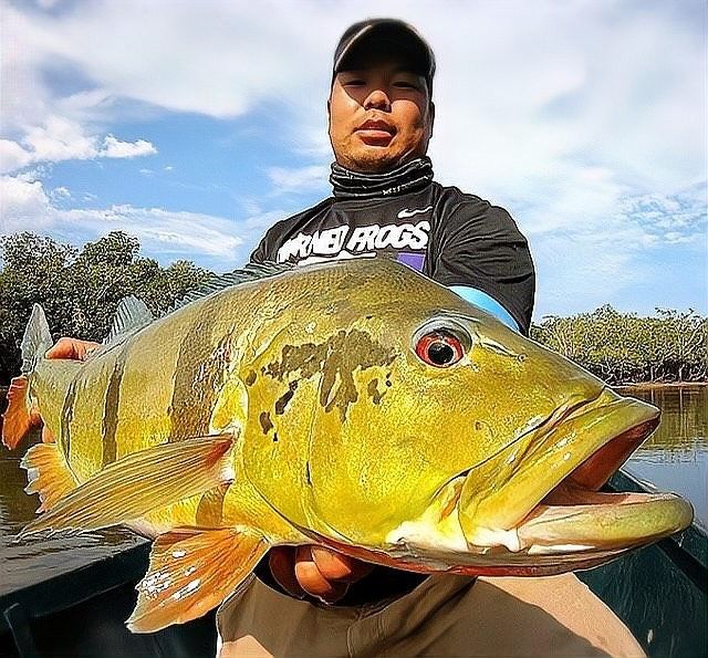 銀龍魚價格多少錢一只可以釣