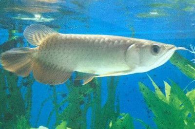 龍魚食欲不振怎么辦：如何解決龍魚食欲不振的問題