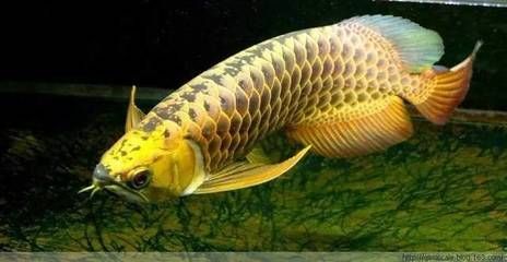 龍魚的分類和區分圖解：關于龍魚的分類和區分圖解