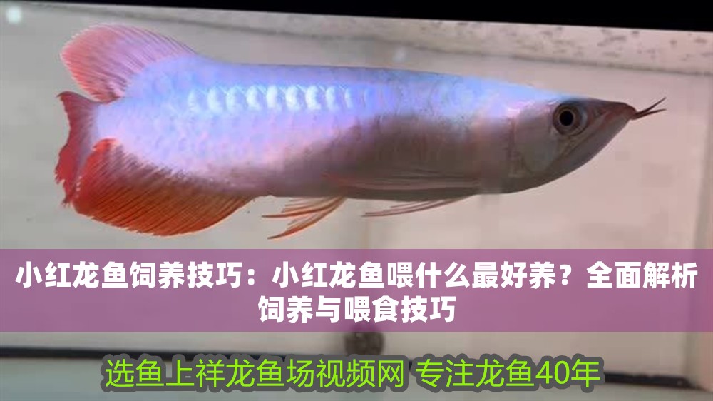 小紅龍魚飼養技巧：小紅龍魚喂什么最好養？全面解析飼養與喂食技巧
