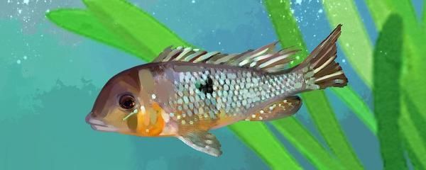 龍魚紋身手稿圖片：龍魚紋身手稿，東方美學與力量圖騰的藝術融合