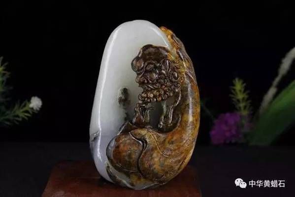 黃金達(dá)摩，黃金達(dá)摩飼養(yǎng)技巧
