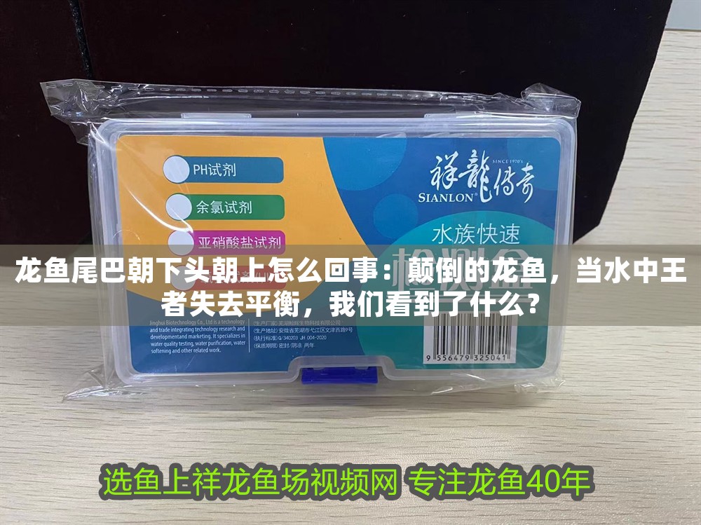 龍魚尾巴朝下頭朝上怎么回事：顛倒的龍魚，當水中王者失去平衡，我們看到了什么？ 龍魚尾巴朝下頭朝上怎么回事：顛倒的龍魚，當水中王者失去平衡，我們看到了什么？ 龍魚百科 第1張