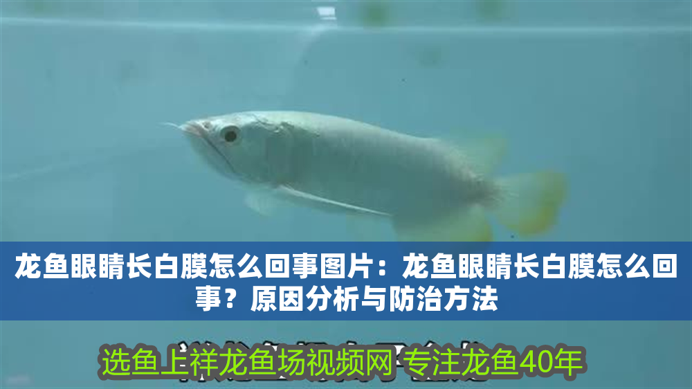 龍魚眼睛長白膜怎么回事圖片：龍魚眼睛長白膜怎么回事？原因分析與防治方法