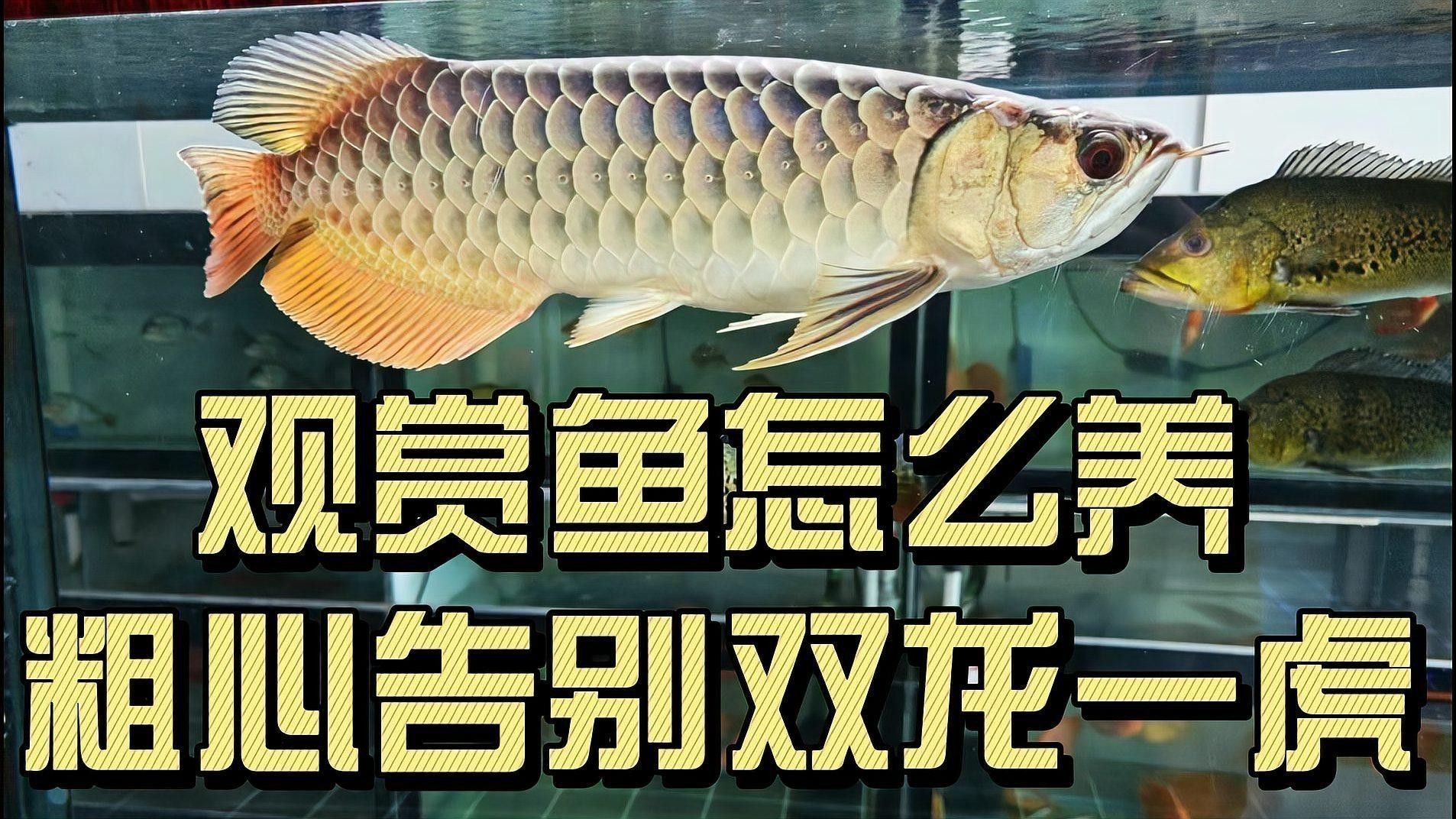金龍魚好還是紅龍魚好看 金龍魚好還是紅龍魚好看 龍魚百科 第4張