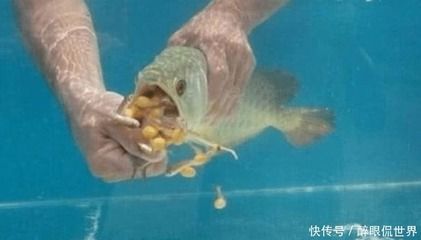 金龍魚三天不吃東西啥原因 金龍魚三天不吃東西啥原因 龍魚百科 第2張