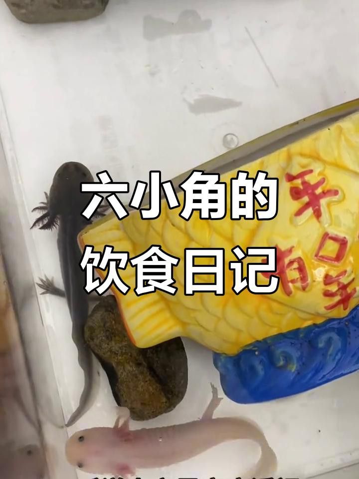 六角恐龍魚喂什么食物最好？