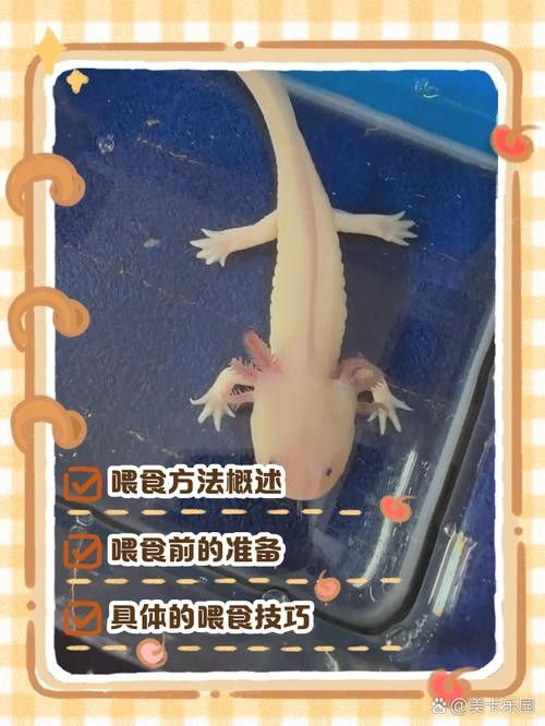 六角恐龍魚喂什么食物最好？