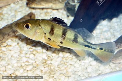 巴西亞魚和帝王三間混養龍魚：巴西亞魚和帝王三間混養
