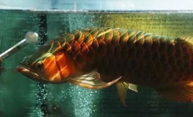 賣龍魚取一個店名字可以嗎怎么取，為賣龍魚的店鋪取名的方法和具體名字示例
