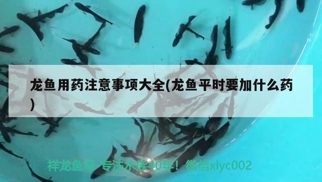 龍魚白點：如何治療龍魚白便