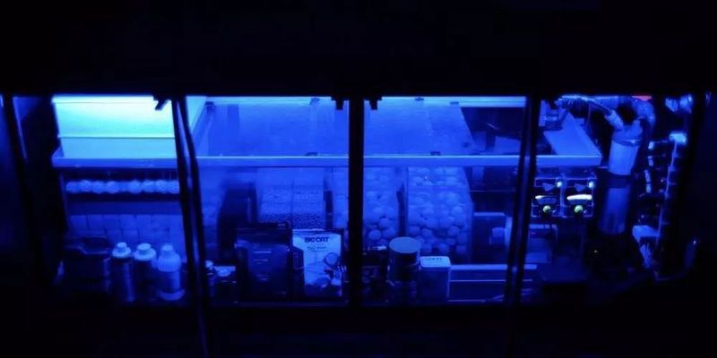 哪種過濾系統最適合小火龍魚？