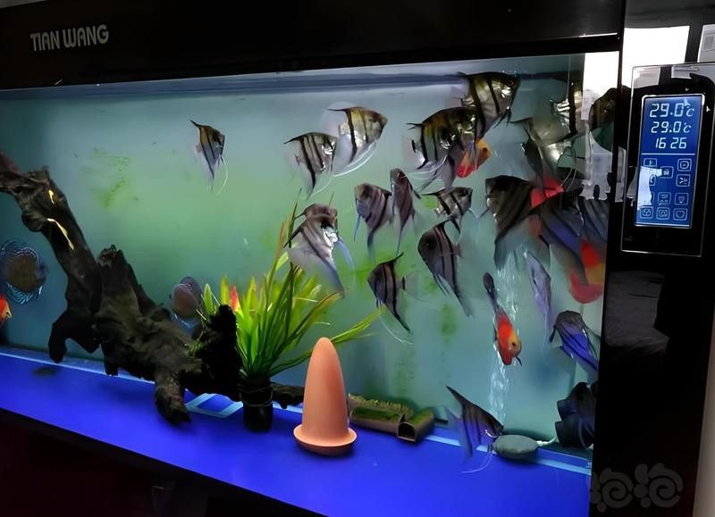 哪種過濾系統最適合小火龍魚？