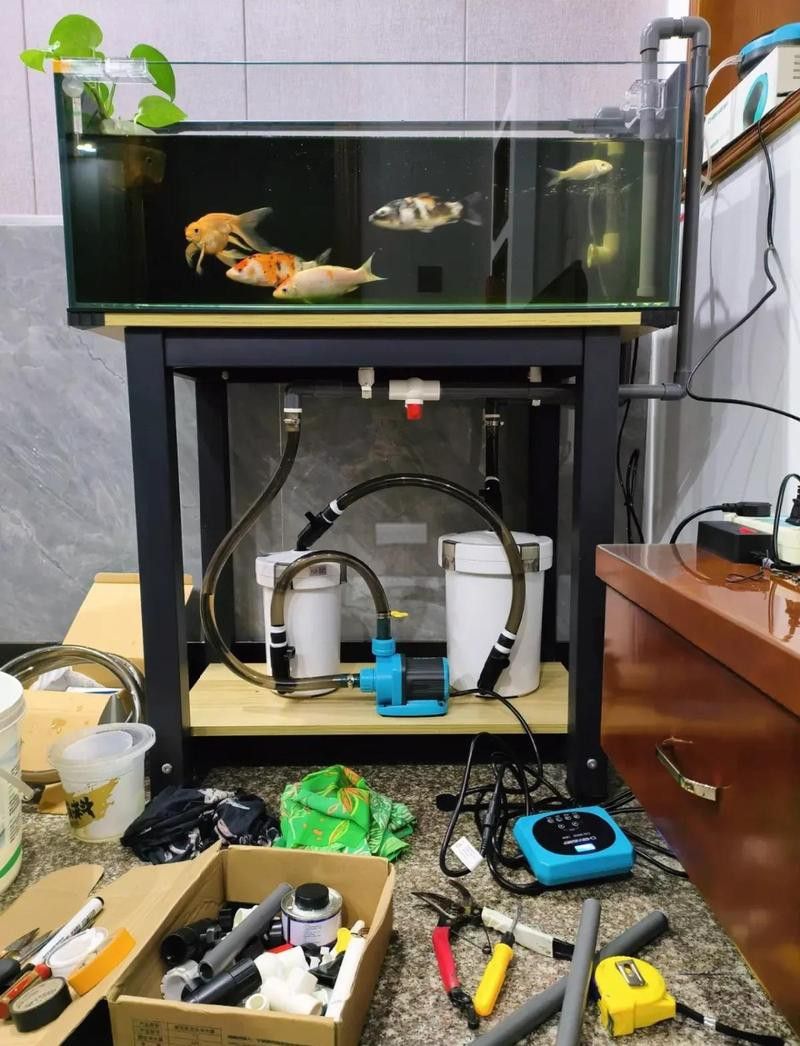 哪種過濾系統最適合小火龍魚？